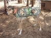camojacket