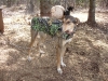 camojacket2