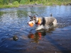 fetch