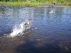 fetch2