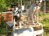 kennel
