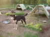 magnusandhisdoghouse
