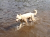 wet-dog