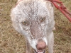 mud