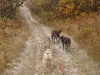 mushing