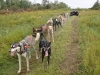 sprint-dogs-training-2
