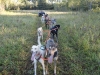 sprint-dogs-training-3