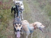 sprint-dogs-training