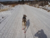 Bikejoring with Toivo - Feb 4, 2009                           