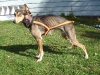 Valor's new Harness - Oct. 9, 2009                               