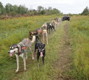 sprint dogs training 2