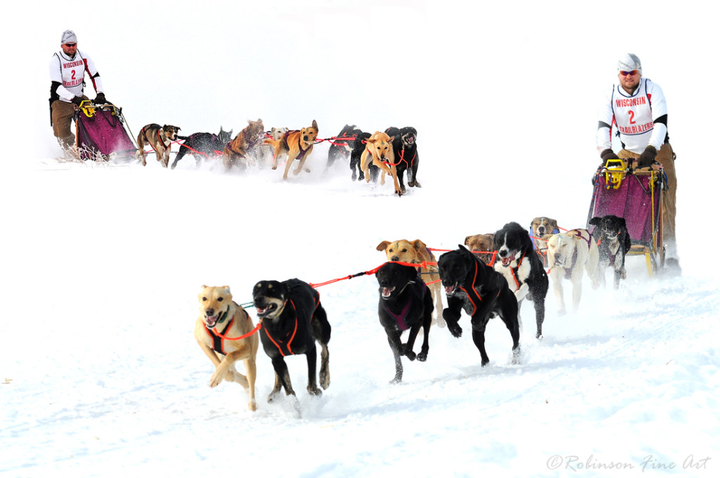 eurohound sled dog racing endurance kennels sprint fast for sale breed tone coughlin